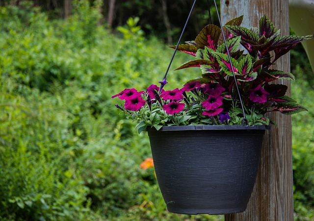 indoor_hanging_plants_indogardening_blog-image