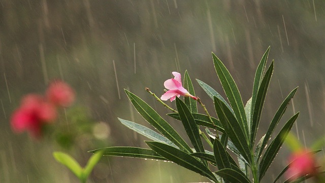 monsoon_gardening_indogardening_blog-image
