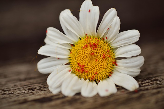 organic_garden_pest_control_indogardening_blog-image