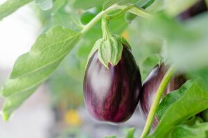 seasonal_veg_planting_guide_indogardening_blog-image 