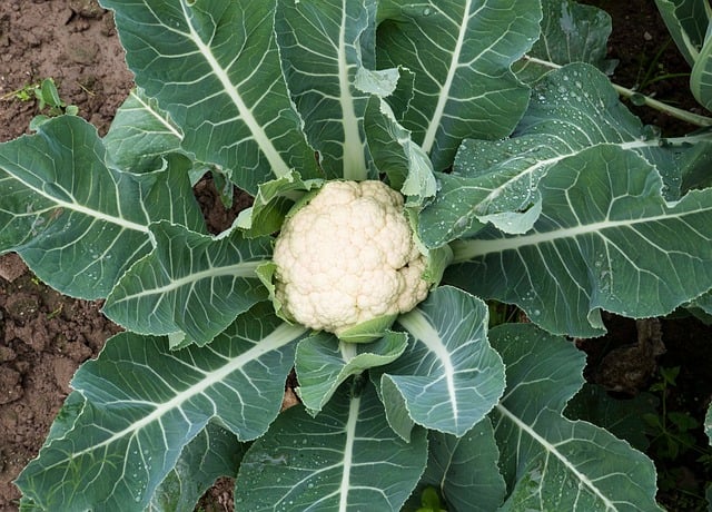 seasonal_veg_planting_indogardening_blog-image