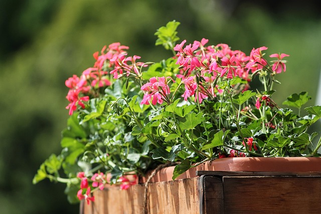 shade-loving_balcony_plants_indogardening_blog-image