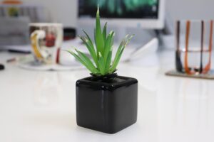  trending_indoor_plants_2026_indogardening_blog-image 