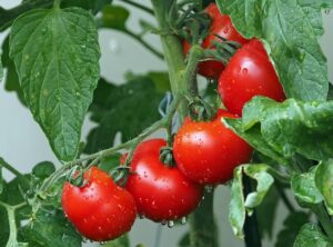 vegetable_gardening_indogardening_blog-image
