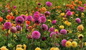winter_flower_plants_indogardening_blog-image