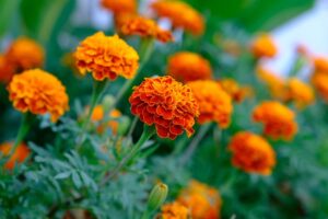 winter_flower_plants_gardening _indogardening_blog-image