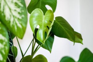 best_indoor_plants_india_indogardening_blog-image