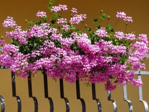 butterfly-attracting_balcony_plants_1_indogardening_blog-image