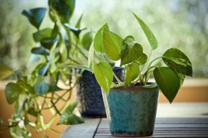 low_light_indoor_plants__indogardening_blog-image