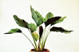 low_maintenance_indoor_plants_guide_blog-image