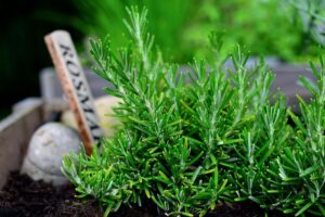  mosquito_repellent_plants_for_home_indogardening_blog-image