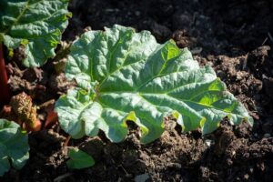  organic_gardening_tips_indogardening_blog-image