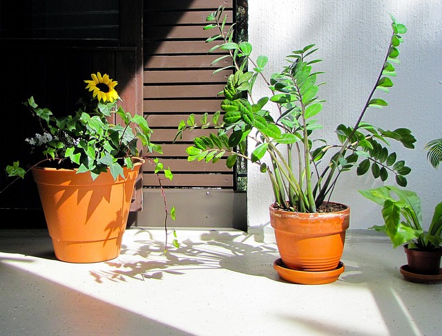 balcony_garden_plants__indogardening_blog-image