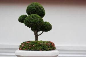 bonsai_plants_indogardening_blog-image