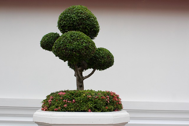bonsai_plants_indogardening_blog-image