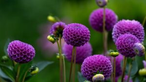 eco-friendly_gardening_indogardening_blog-image