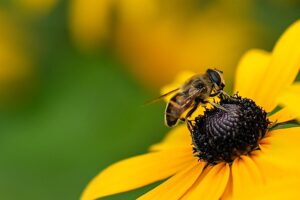 eco-friendly_gardening_india_indogardening_blog-image