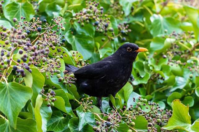 garden_plants_for_birds_indogardening_blog-image