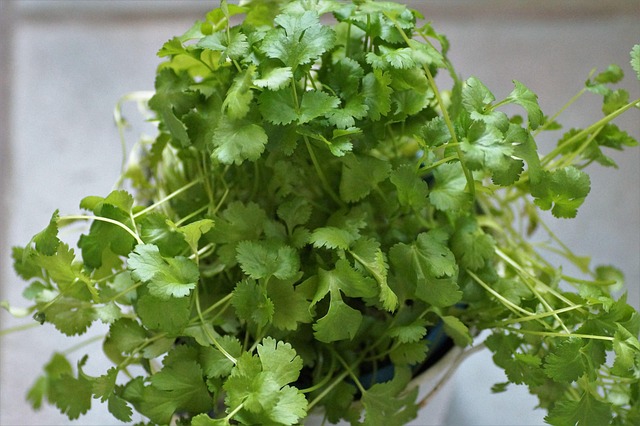 kitchen_herbs_indogardening_blog-image