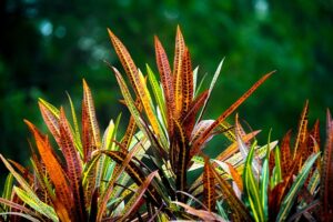  best_trees_to_plant_in_indian_gardens_indogardening_blog-image