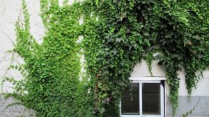 climbers_and_creepers_indogardening_blog-image