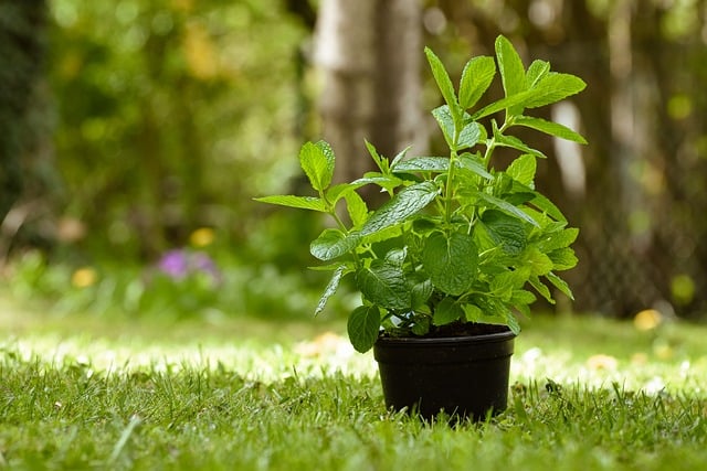 eco-friendly_gardening_indogardening_blog-image