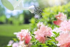 gardening_tips_for_beginners _indogardening_blog-image