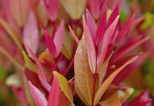 gardening_tips_for_healthy_plants_indogardening_blog-image