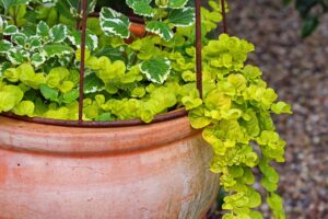  container_gardening_guide_india_indogardening_blog-image