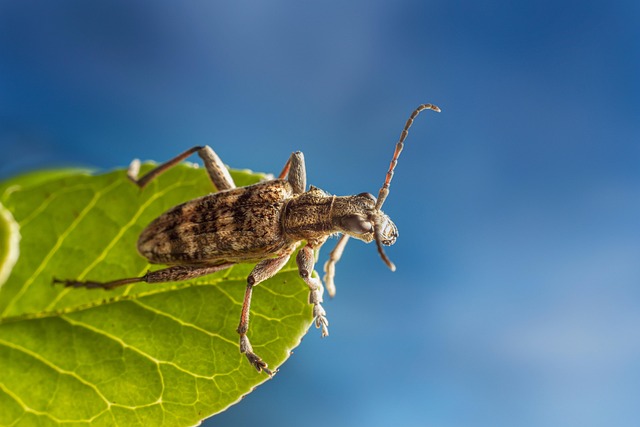 garden_pest_control_indogardening_blog-image