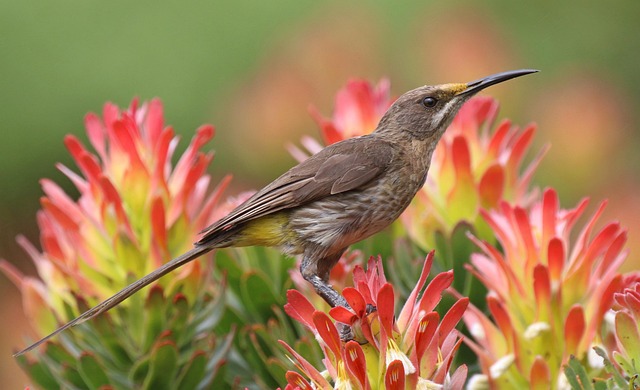 natural_fertilizers_indogardening_blog-image