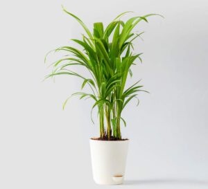 best_air_purifying_plants_for_home_indogardening_blog-image