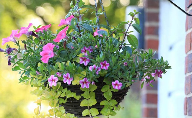 hanging_plants_india_indogardening_blog-image