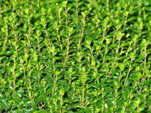 herb_gardening_guide_indogardening_blog-image