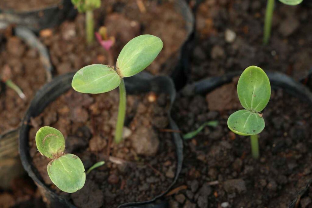 improve_soil_fertility_indogardening_blog-image