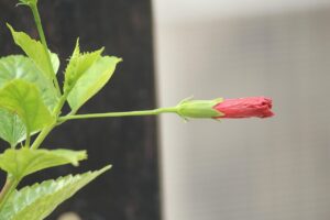 natural_ways_to_boost_plant_indogardening_blog-image