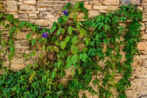 vertical_gardening_indogardening_blog-image