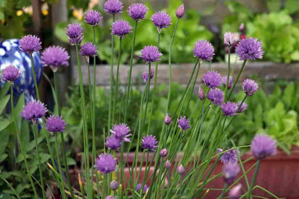 balcony_herb_garden_indogardening_blog-image
