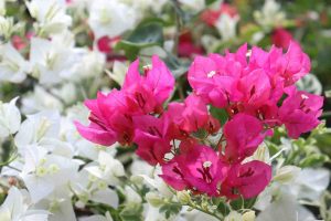 balcony_plants_india_indogardening_blog-image