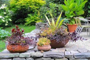 container_gardening_ideas_basics_indogardening_blog-image