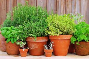  container_gardening_ideas_basics_indogardening_blog-image