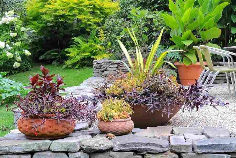 container_gardening_ideas_basics_indogardening_blog-image