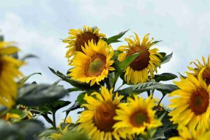 flowering_plants_india_guide_indogardening_blog-image