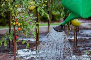 garden_irrigation_tips_indogardening_blog-image
