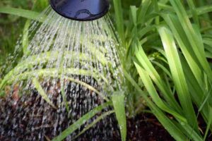 garden_irrigation_tips_for_soil_care_indogardening_blog-image