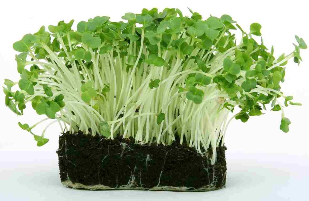 gardening_tips_indogardening_blog-image