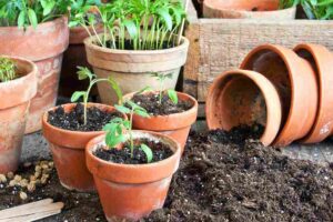 gardening_tips_for_indogardening_blog-image
