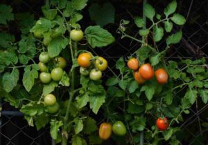 grow_chemical_free_vegetable_gardening_indogardening_blog-image