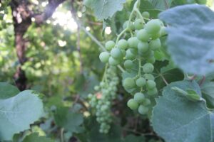 how_i_started_organic_gardening_indogardening_blog-image