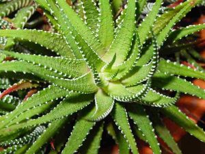 ndoor_air_purification_indogardening_blog-image